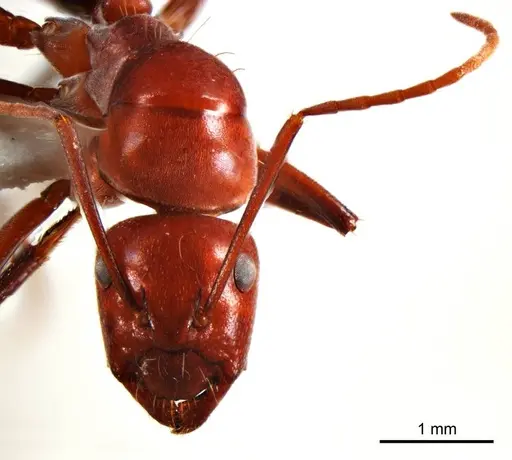 Camponotus capito specimen