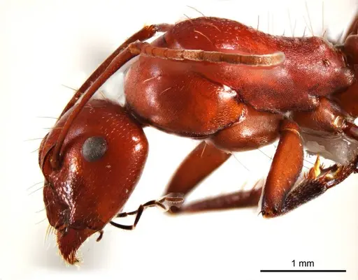 Camponotus capito specimen
