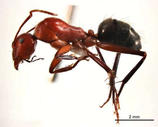 Camponotus capito - ANTWEB1008612