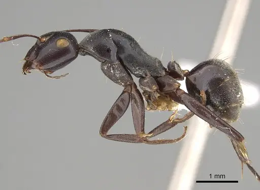 Camponotus capito - CASENT0887676