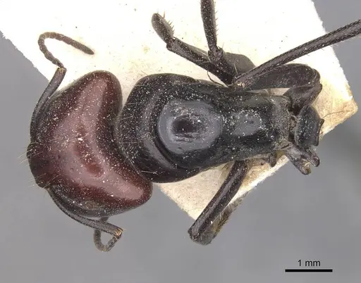 Camponotus capito - CASENT0910364