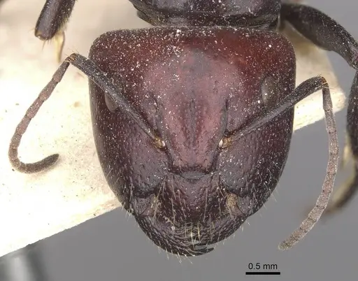 Camponotus capito - CASENT0910364