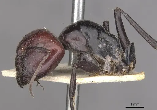 Camponotus capito - CASENT0910364
