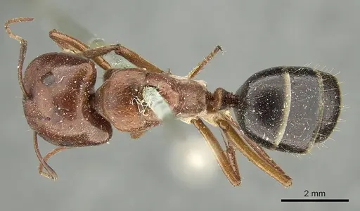 Camponotus capito - CASENT0915754
