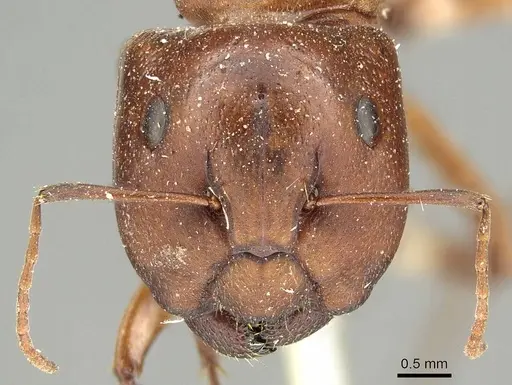 Camponotus capito - CASENT0915754