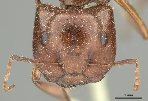Camponotus capito - CASENT0915754