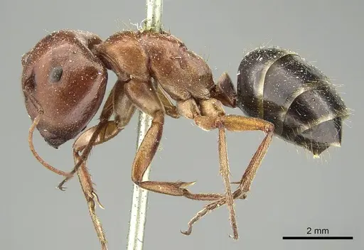 Camponotus capito - CASENT0915754