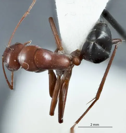 Camponotus capito - JDM32-000946