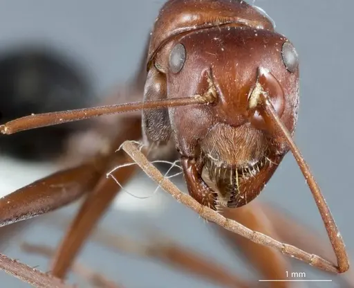 Camponotus capito - JDM32-000946