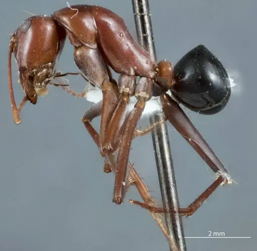 Camponotus capito - JDM32-000946