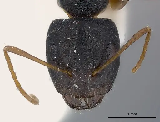 Camponotus capperi specimen