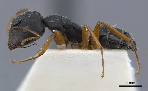 Camponotus capperi specimen