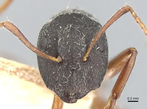 Camponotus capperi - CASENT0903613