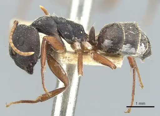 Camponotus capperi - CASENT0903613
