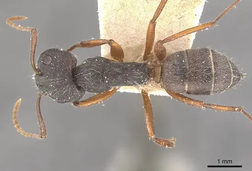 Camponotus capperi - CASENT0910650