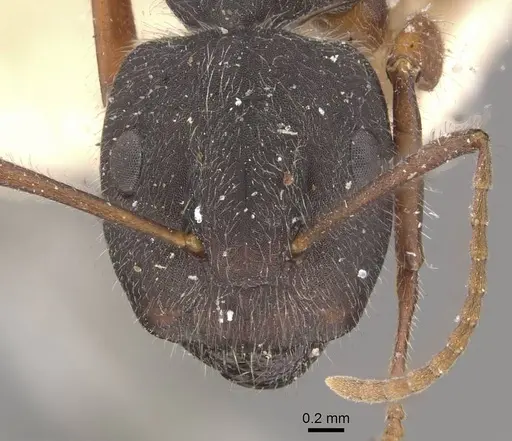 Camponotus capperi - CASENT0910650