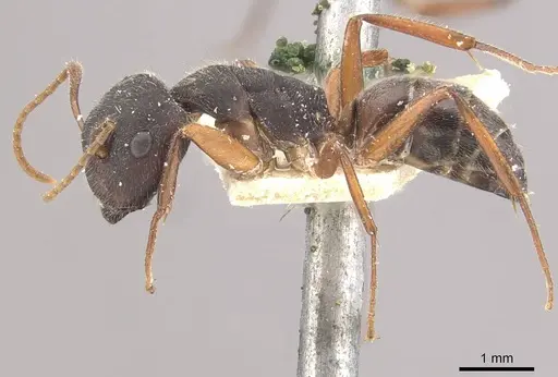 Camponotus capperi - CASENT0910650