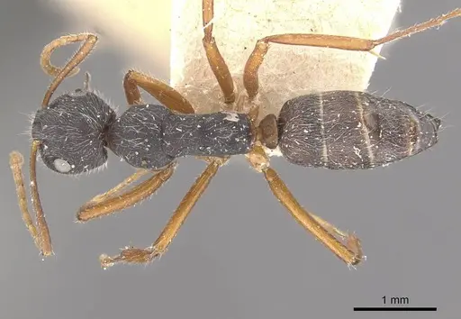 Camponotus capperi - CASENT0910651