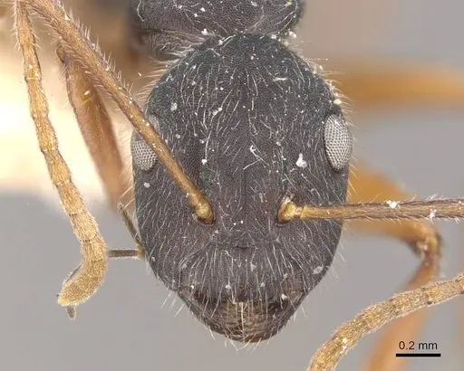 Camponotus capperi - CASENT0910651