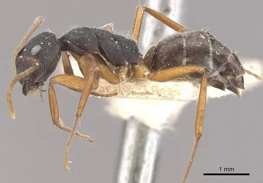 Camponotus capperi - CASENT0910651