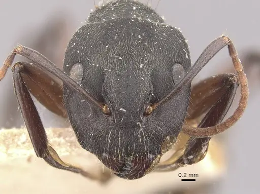Camponotus capperi - CASENT0910652