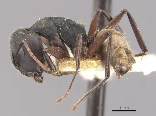 Camponotus capperi - CASENT0910652