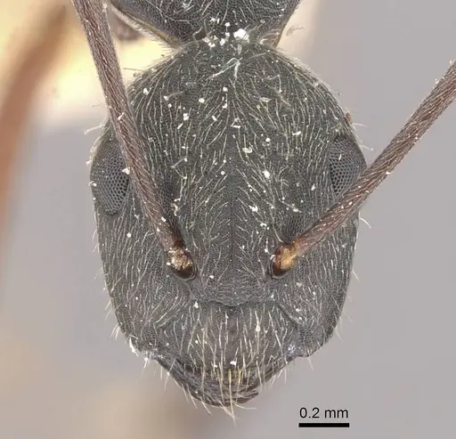 Camponotus capperi - CASENT0910653