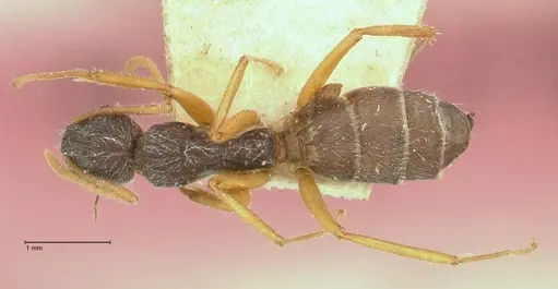 Camponotus capperi - FOCOL0720