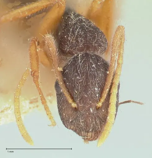 Camponotus capperi - FOCOL0720