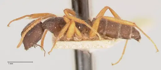 Camponotus capperi - FOCOL0720