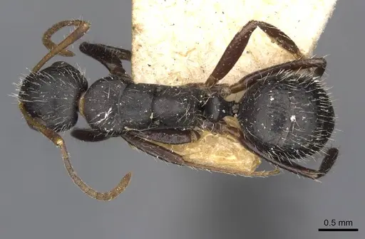 Camponotus caracalla specimen