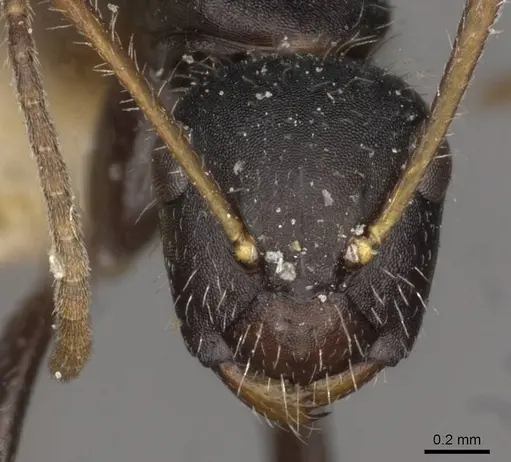Camponotus caracalla specimen