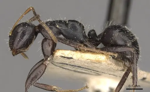 Camponotus caracalla specimen