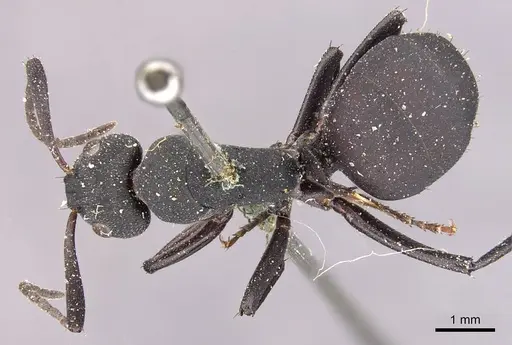 Camponotus carbo specimen
