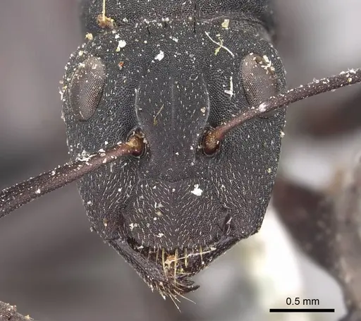 Camponotus carbo specimen