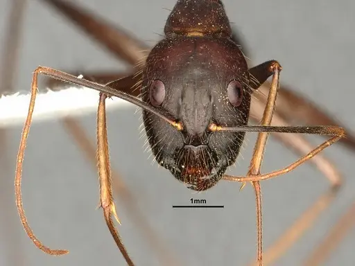 Camponotus carin specimen