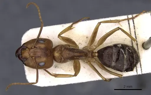Camponotus carinifer specimen