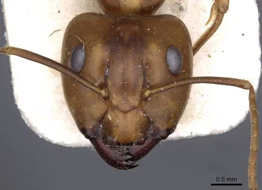 Camponotus carinifer specimen
