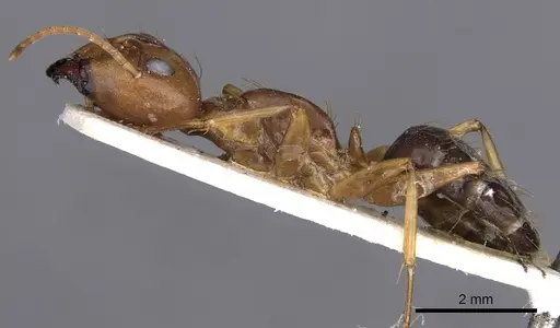 Camponotus carinifer specimen