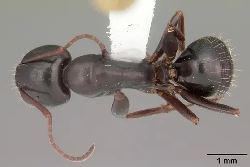 Camponotus caryae specimen