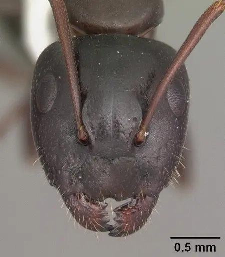 Camponotus caryae specimen