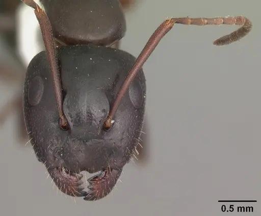 Camponotus caryae specimen