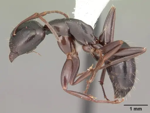 Camponotus caryae - CASENT0103652