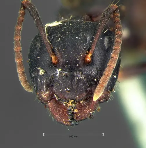 Camponotus caryae - CASENT0105674