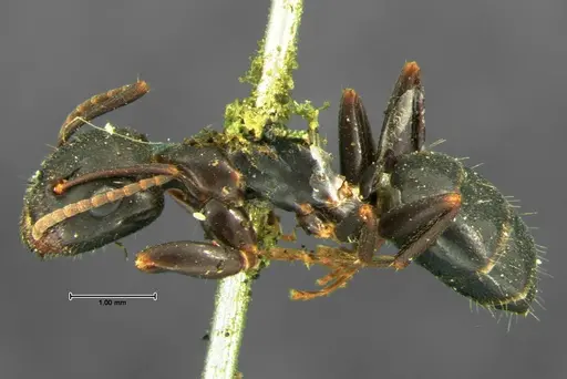 Camponotus caryae - CASENT0105674