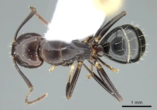 Camponotus caryae - CASENT0914444