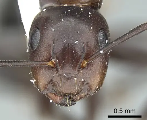 Camponotus caryae - CASENT0914444