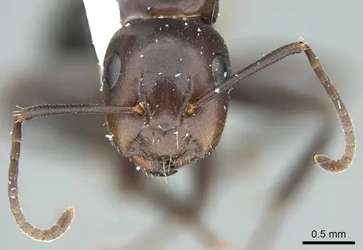 Camponotus caryae - CASENT0914444