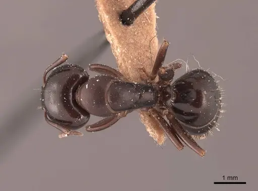 Camponotus caryae - FMNHINS0000045723