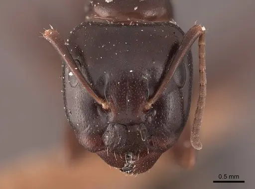 Camponotus caryae - FMNHINS0000045723